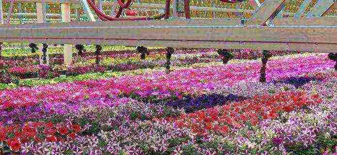 what flowers can be grown in a greenhouse all year round