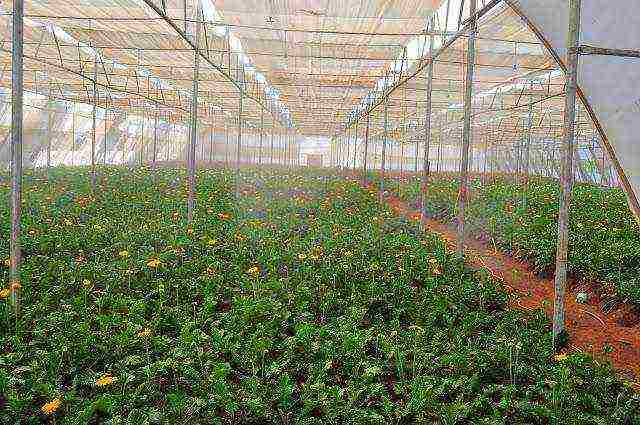 anong mga bulaklak ang maaaring lumaki sa isang greenhouse buong taon