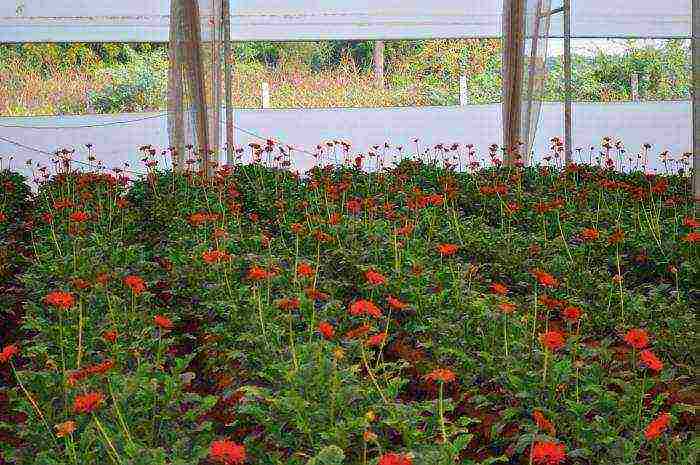 what flowers can be grown in a greenhouse all year round