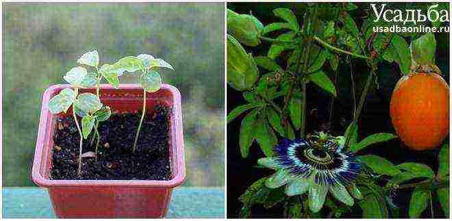 what exotic plants can be grown at home