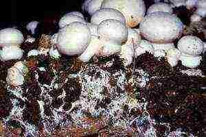 what mushrooms can be grown at home