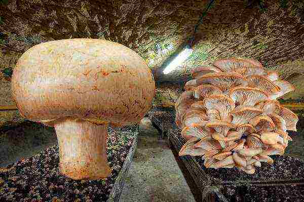 what mushrooms can be grown in the basement of a residential building