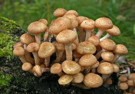 what mushrooms can be grown in the garden if there are no birches