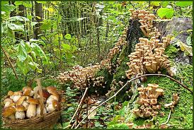 what mushrooms can be grown in the garden if there are no birches