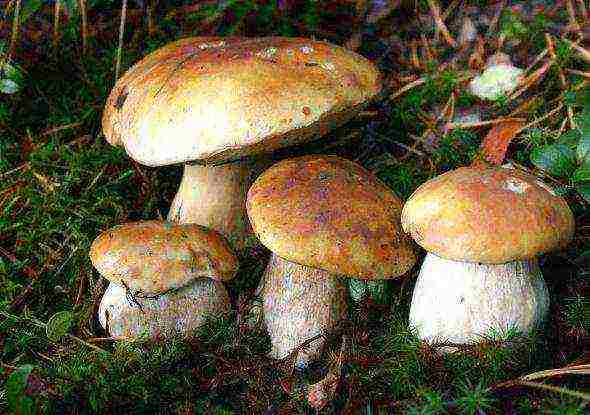 what mushrooms can be grown in the garden if there are no birches