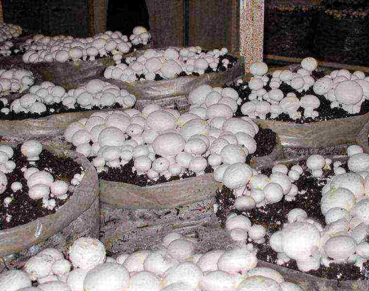 which mushrooms are easier to grow at home