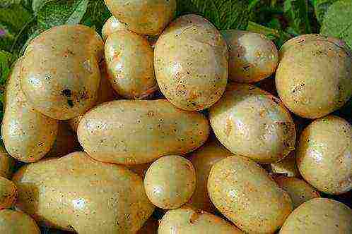 what good varieties of potatoes