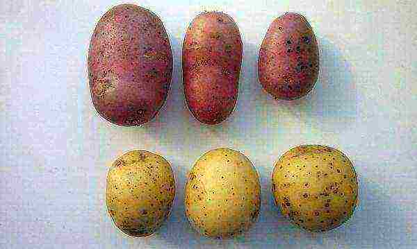 what good varieties of potatoes