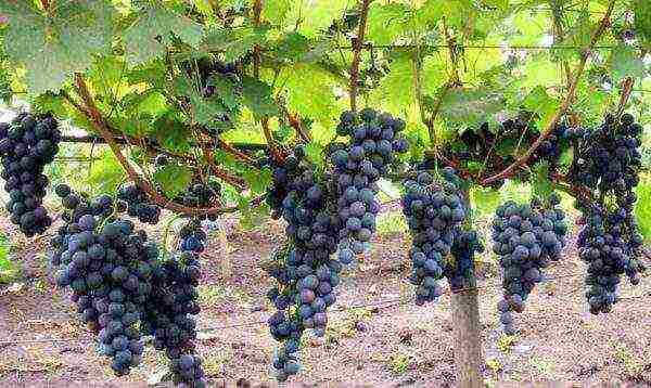 what good grape varieties