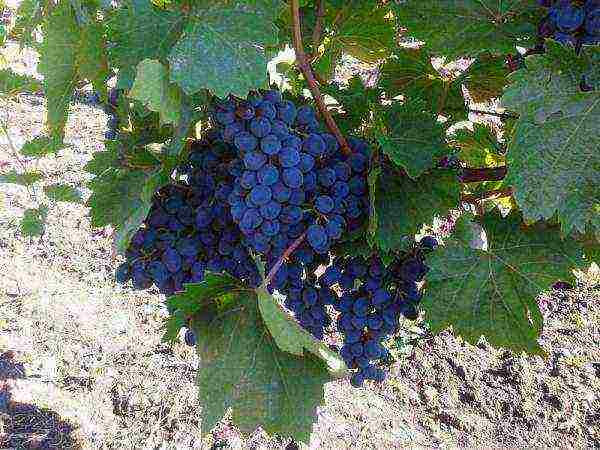 what good grape varieties