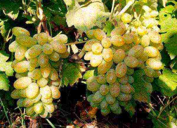 what good grape varieties