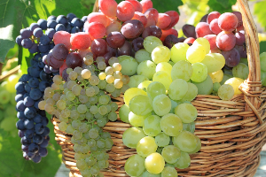 what good grape varieties