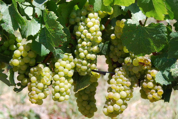 what good grape varieties