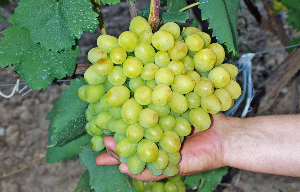 what good grape varieties