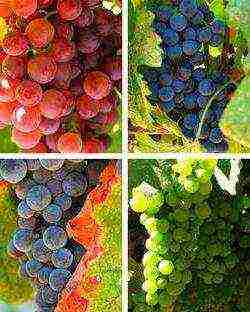 what good grape varieties