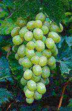 what good grape varieties