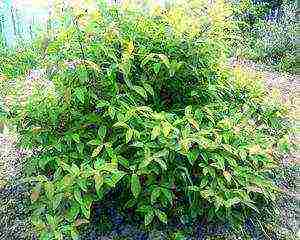 what good varieties of honeysuckle