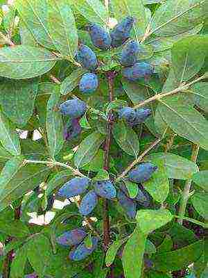 what good varieties of honeysuckle