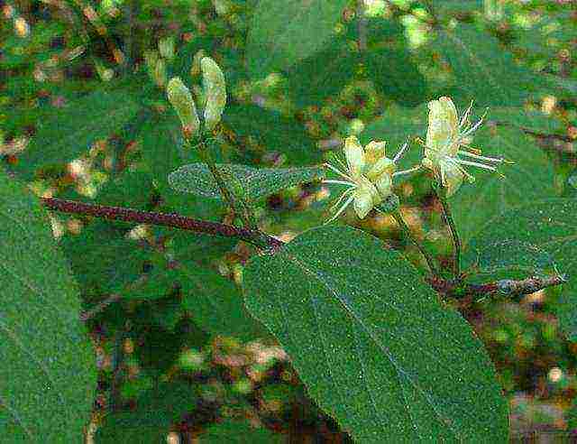 anong mabuting pagkakaiba-iba ng honeysuckle