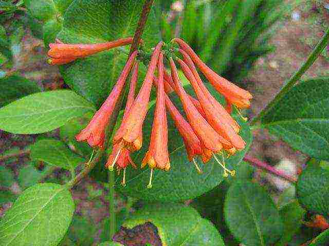 anong mabuting pagkakaiba-iba ng honeysuckle