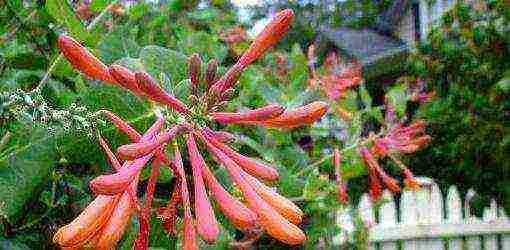 anong mabuting pagkakaiba-iba ng honeysuckle