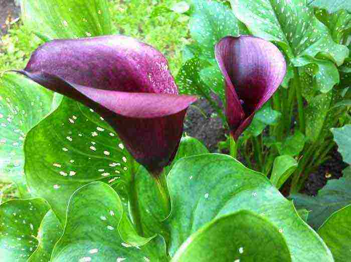 what calla lilies are grown at home