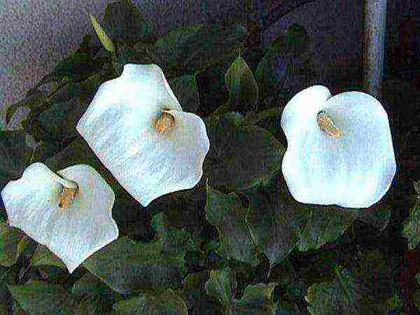 what calla lilies are grown at home