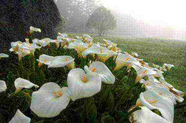 what calla lilies are grown at home