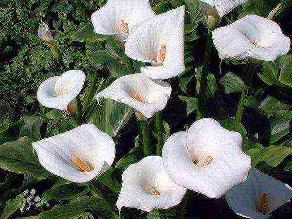 what calla lilies are grown at home
