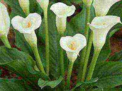 what calla lilies are grown at home