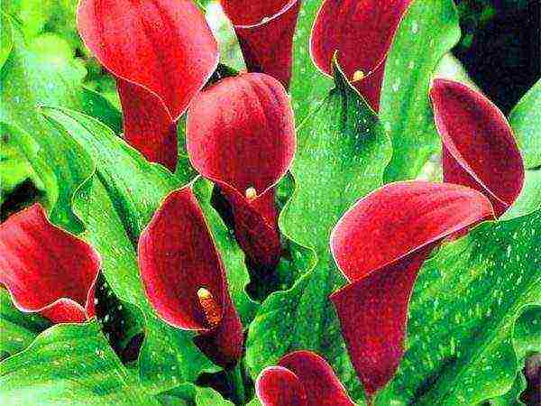 what calla lilies are grown at home