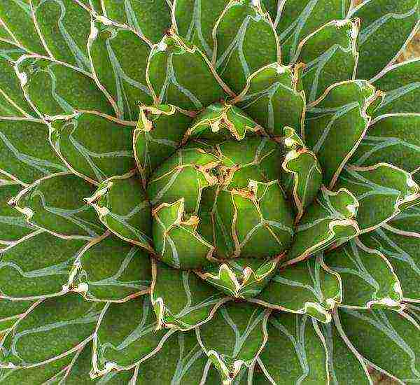 what indoor flowers can be grown on the southern windows