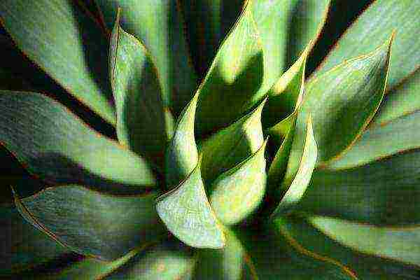 what indoor flowers can be grown on the southern windows