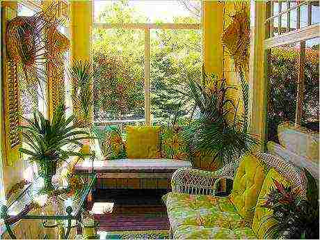 what indoor flowers can be grown on the southern windows