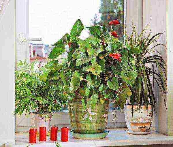 what indoor flowers can be grown on the southern windows