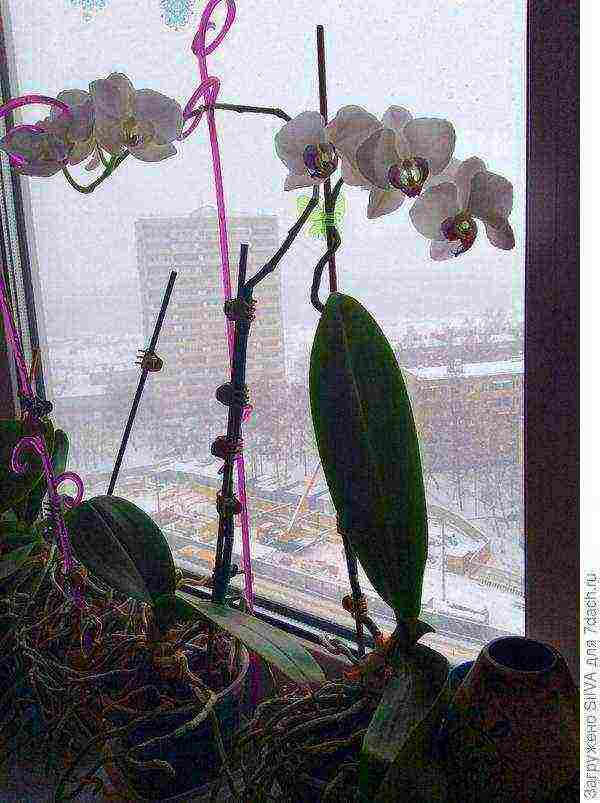 what indoor flowers can be grown on the southern windows