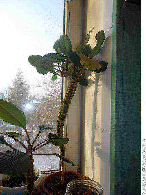 what indoor flowers can be grown on the southern windows
