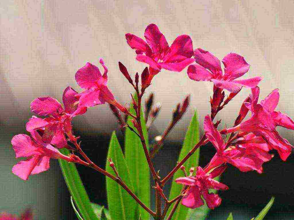 what indoor flowers it is undesirable to grow at home