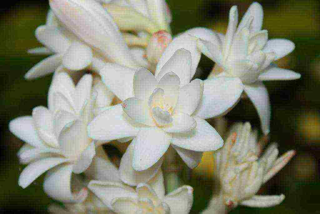 anong mga panloob na bulaklak na hindi kanais-nais na lumaki sa bahay