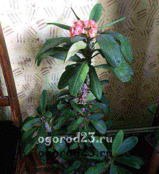 what indoor flowers it is undesirable to grow at home