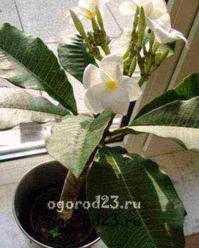 what indoor flowers it is undesirable to grow at home