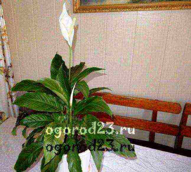 what indoor flowers it is undesirable to grow at home