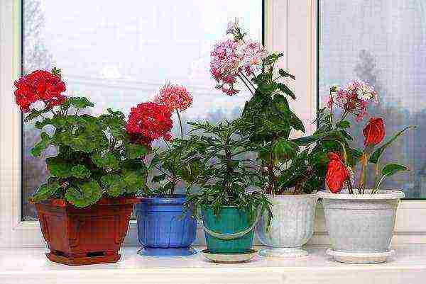 what indoor flowers to grow on the north side