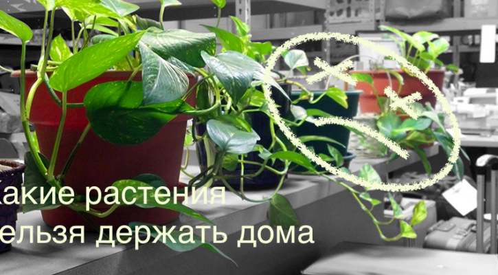 which indoor plants can not be grown in the apartment