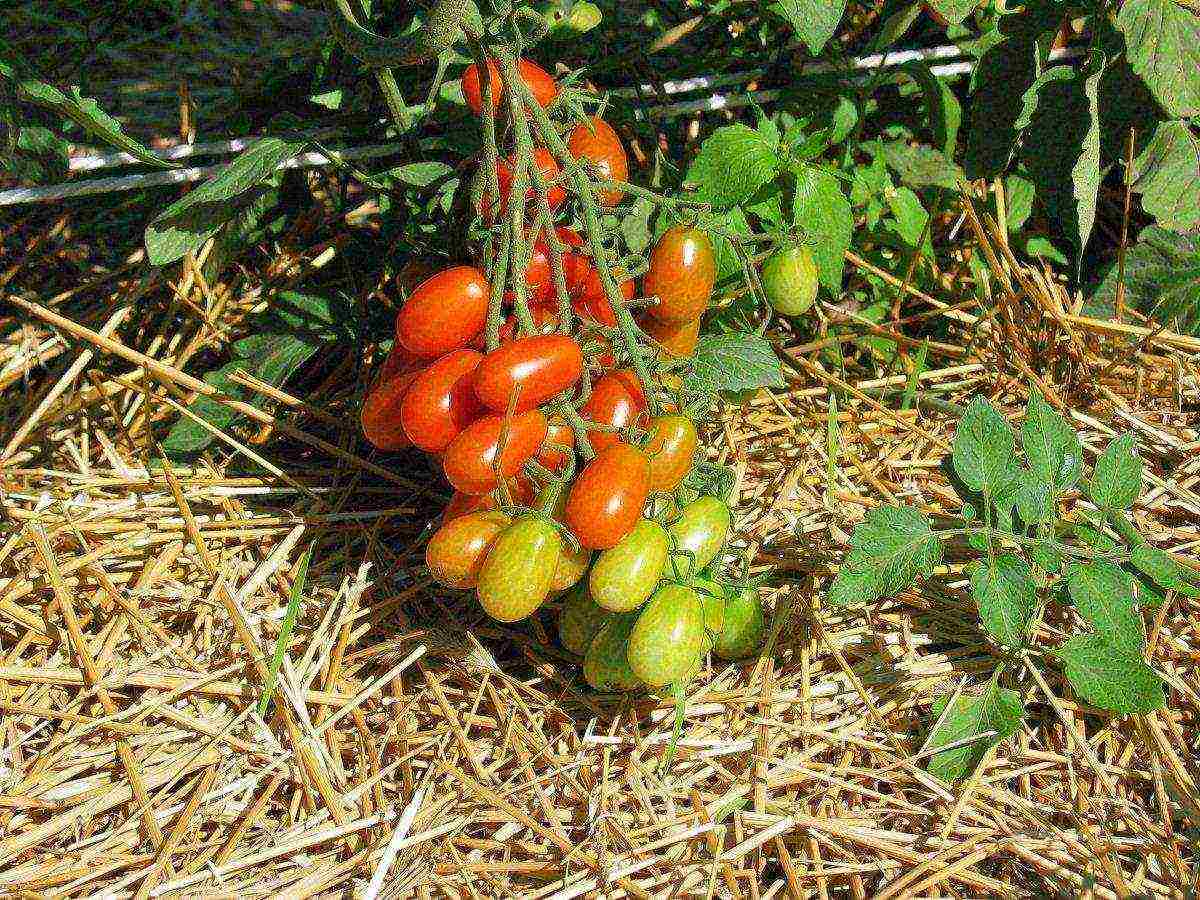 what crops can be grown on rocky soil