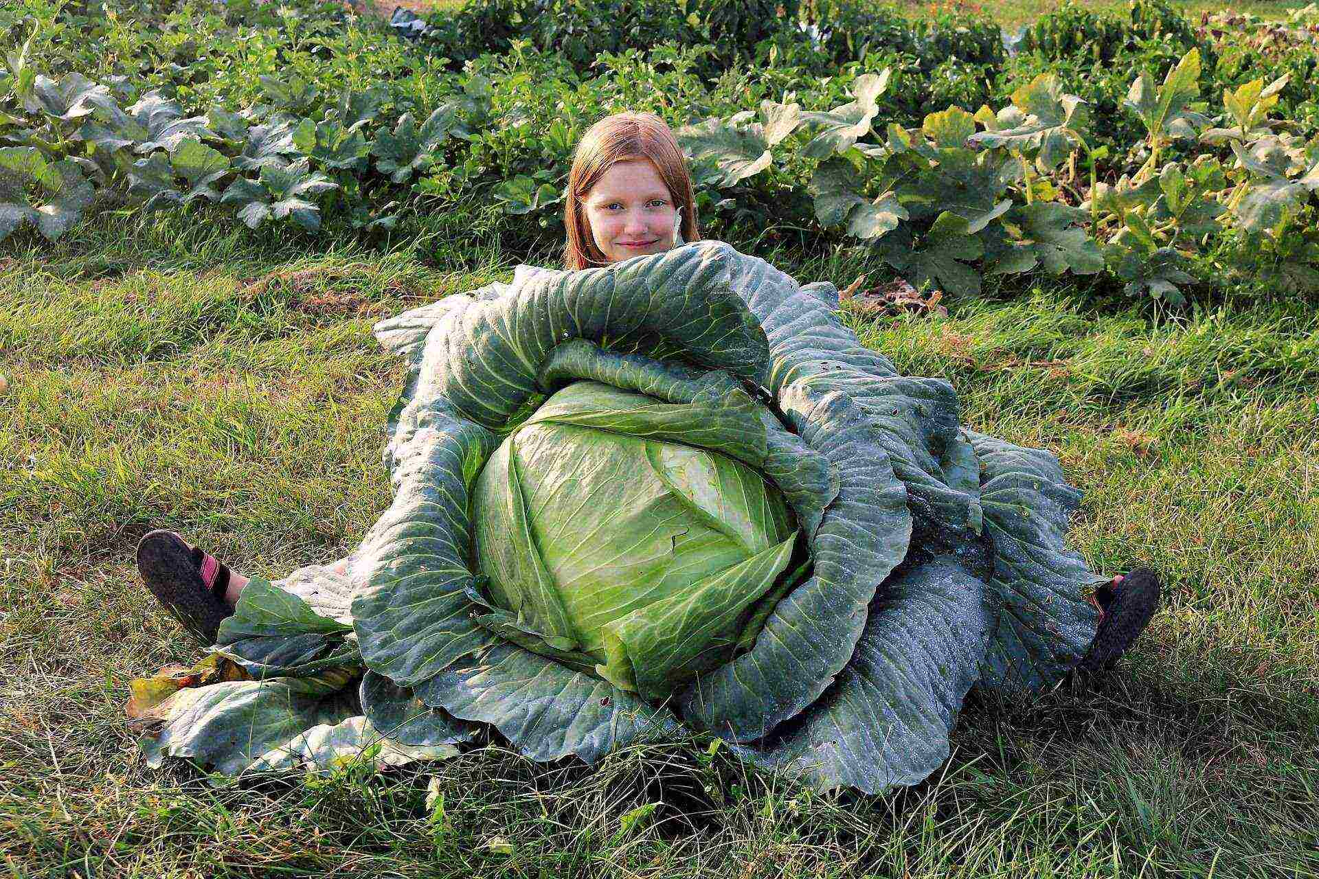 what crops can be grown on rocky soil