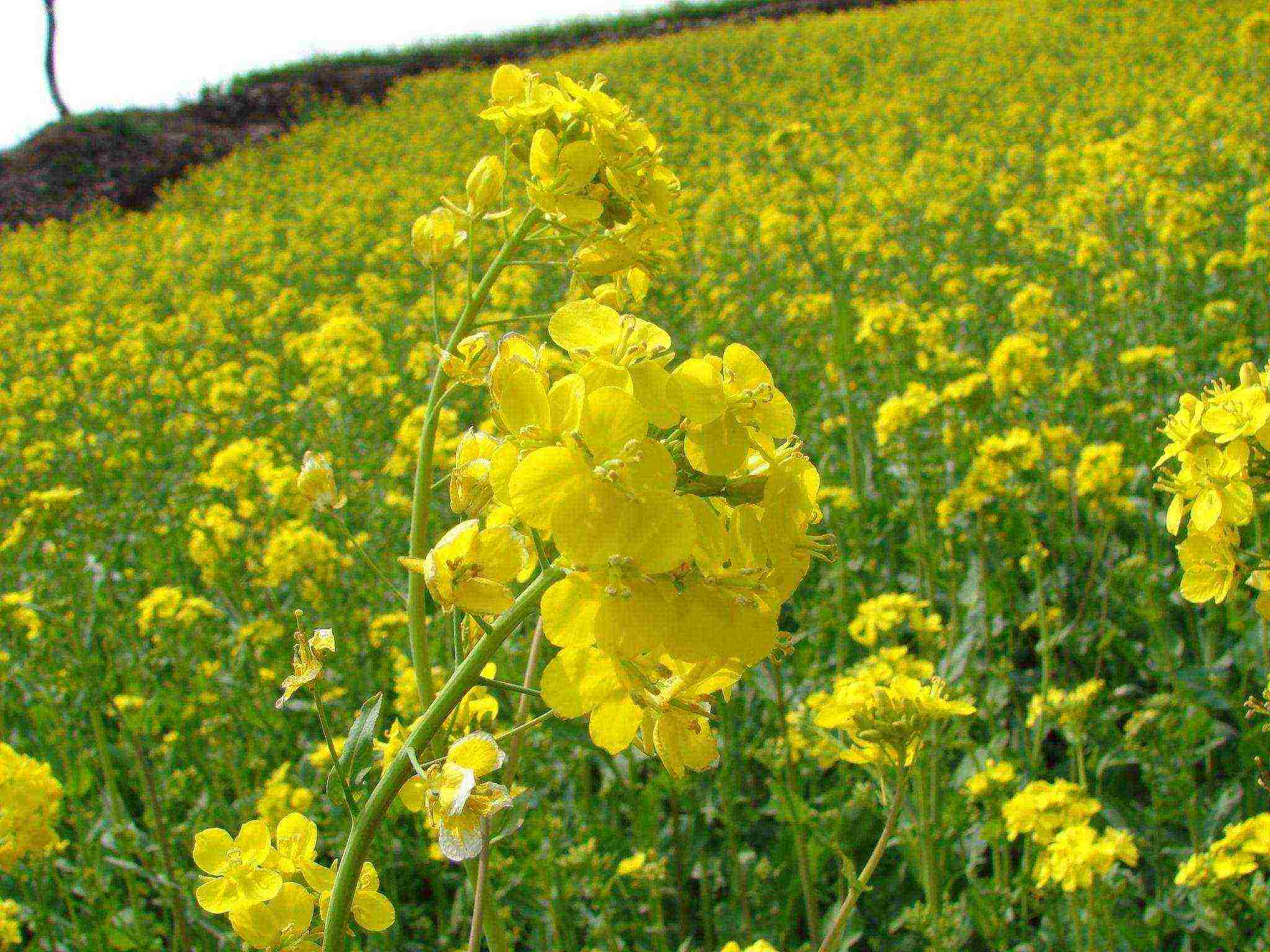 what crops can be grown on rocky soil