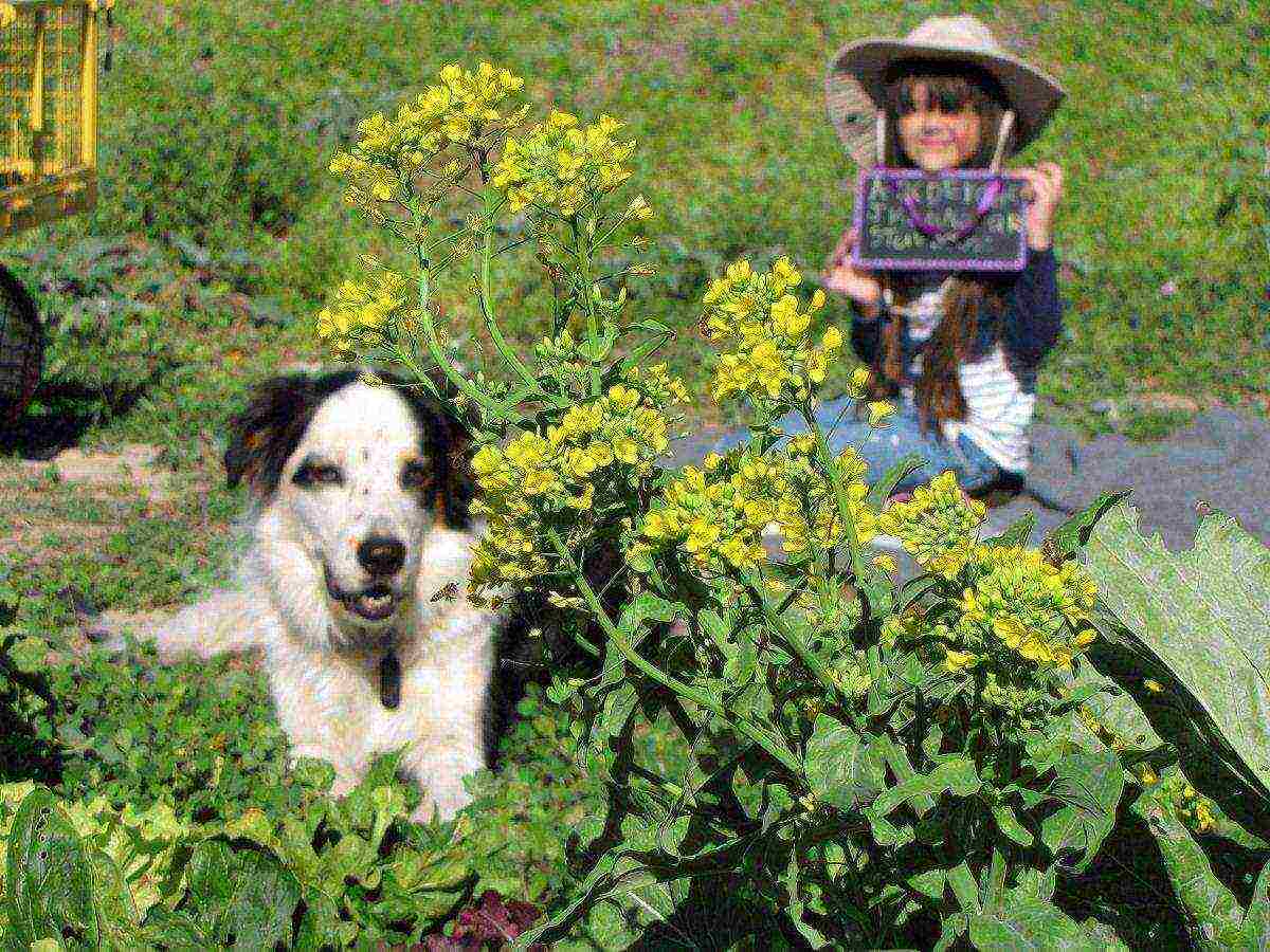 what crops can be grown on rocky soil