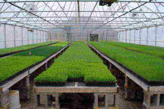 what crops are most profitable to grow in a greenhouse