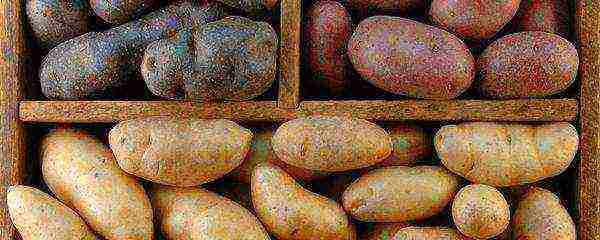 what are the best varieties of potatoes